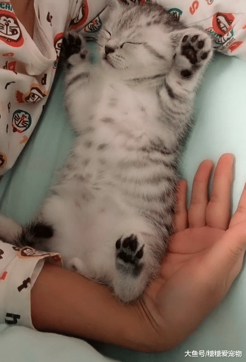 小奶猫睡觉做噩梦，主人赶紧哄着安抚，主人：小乖乖，睡觉觉