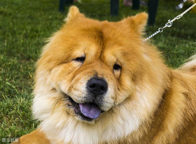 松狮犬很忠诚，饲养的人却很少，原因有7个，体臭只是其中一个