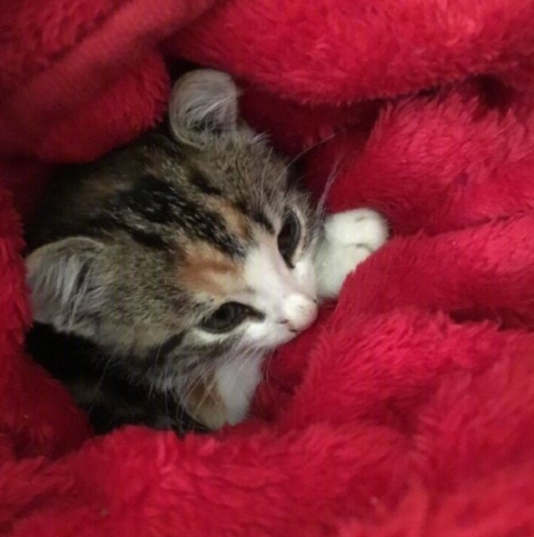 夫妻俩在森林小径骑行时, 忽然天降小猫咪……