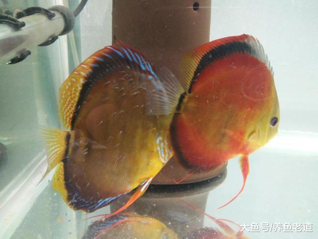 怎么饲养观赏鱼是我们自己的事，做好以下工作无需别人指指点点