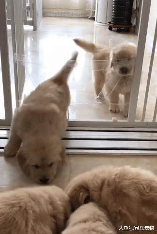 主人用胶带封门坑狗，结果二哈翻了个“帅气”的跟头，把胶带扯了