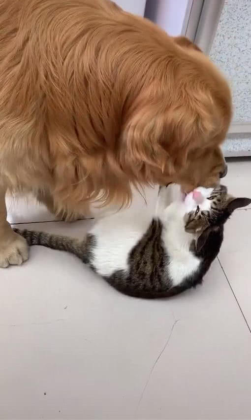 金毛把猫叼嘴里，男子看着不对，走近一瞧，原来是猫咬住金毛的嘴