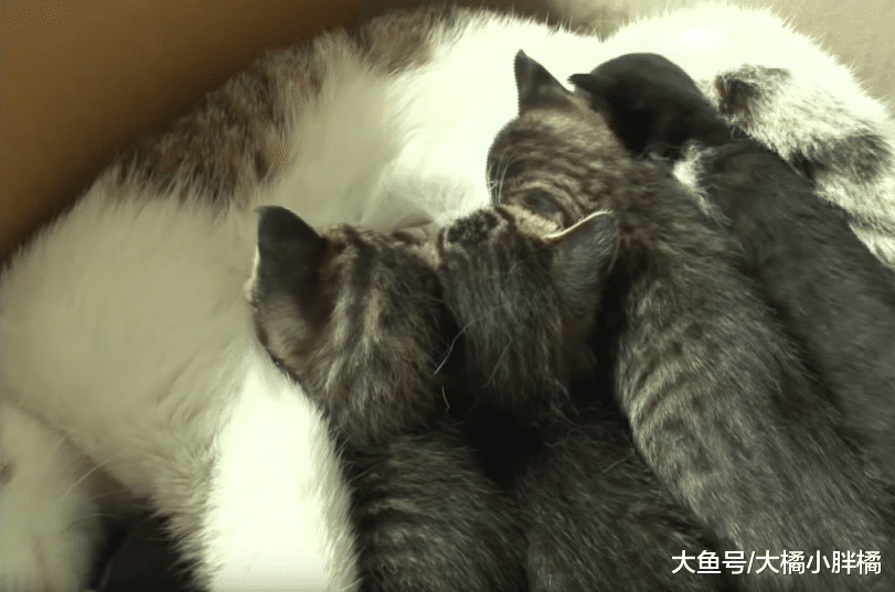 猫妈妈不想管孩子，只想着去玩，“好姐妹”一口气养了10只小猫！