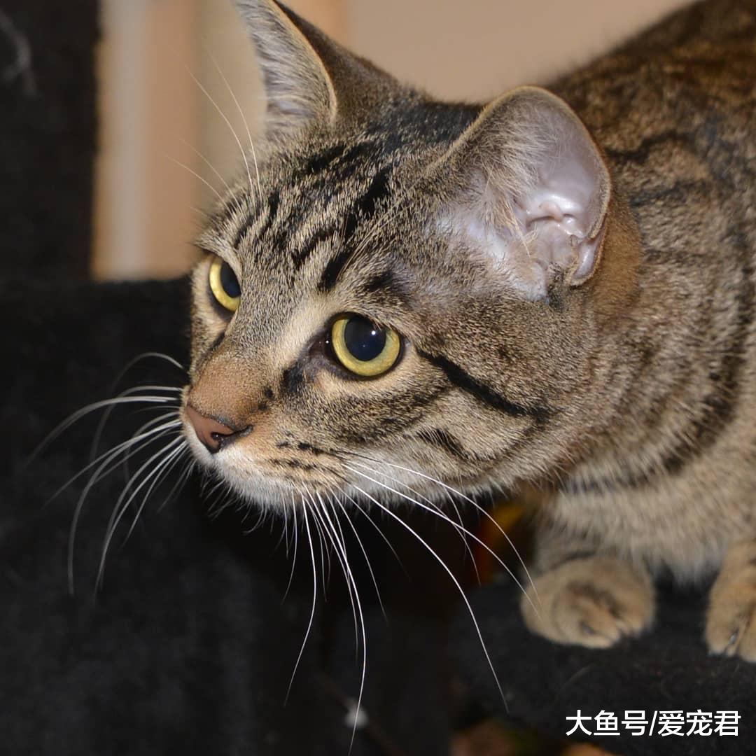 铲屎的，朕好怕！还在为猫咪胆小而纠结吗？如何帮助猫咪克服恐惧