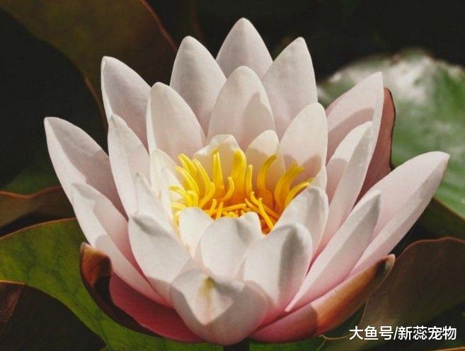 最没有责任感的三生肖男，从不给老婆惊喜，对自己非常慷慨