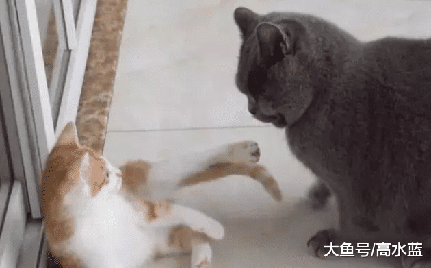 绝育后的蓝猫，迷恋上了橘猫弟弟的蛋蛋