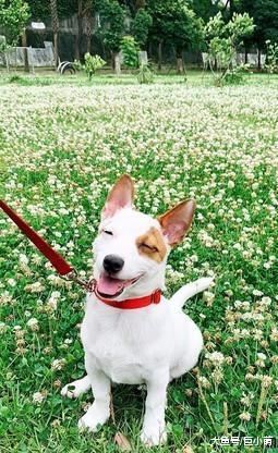 狗狗身患怪病，只要听到某个指令，就会选择性残疾，一秒脚软瘫倒