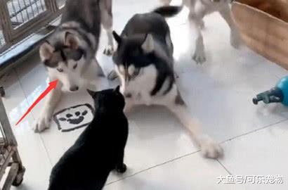 二哈意图偷袭猫咪，反被怼到角落里，猫咪：给你机会你也不中用啊