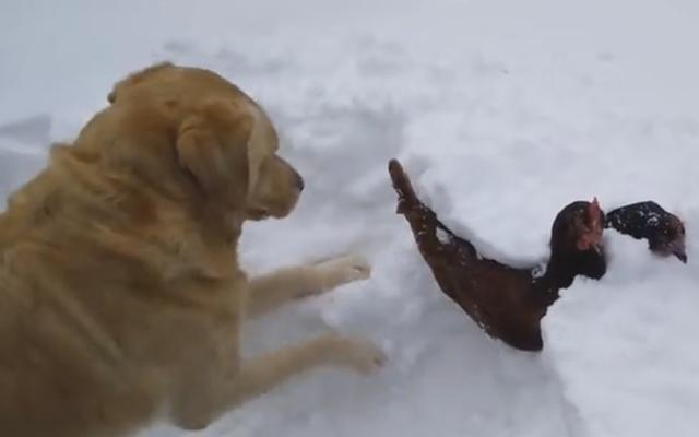 大雪把两只鸡掩埋了, 动也动不了, 金毛奋力刨雪救鸡 场面感人