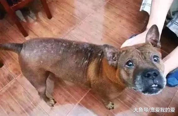 流浪狗主动让人拿烟头烫，本以为是只傻狗，跟踪一看泪奔了