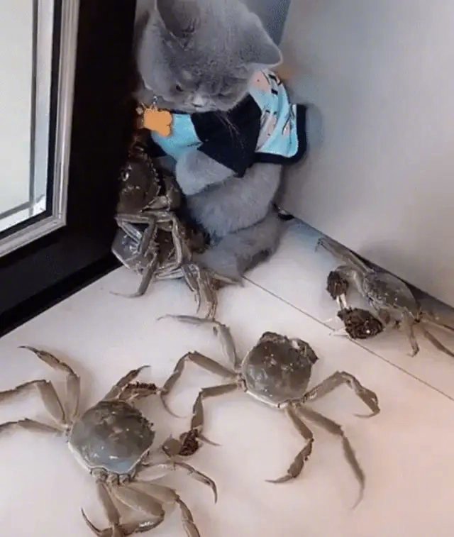 终于，生活对我这只无辜的小猫咪下手了