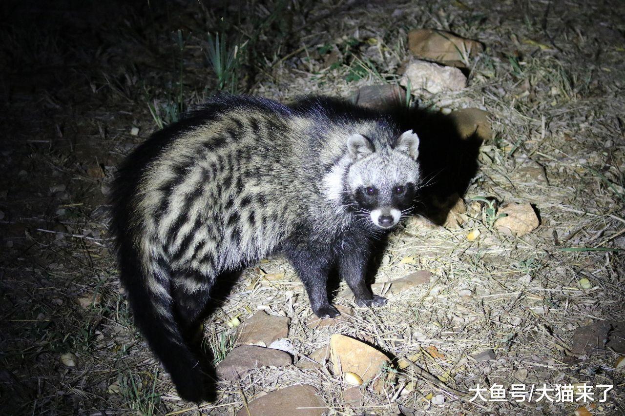 这种动物叫猫却不是猫，只靠一招就能把狮子吓跑