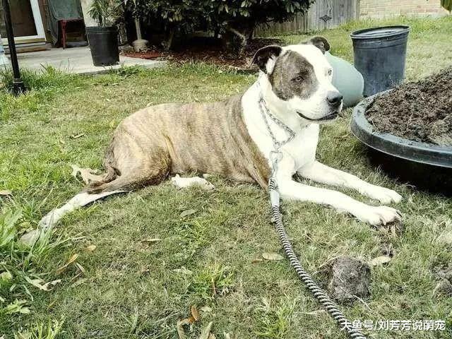 爱犬突然消失…主人8年来不放弃寻找终于重逢瞬间她抱紧哭崩!