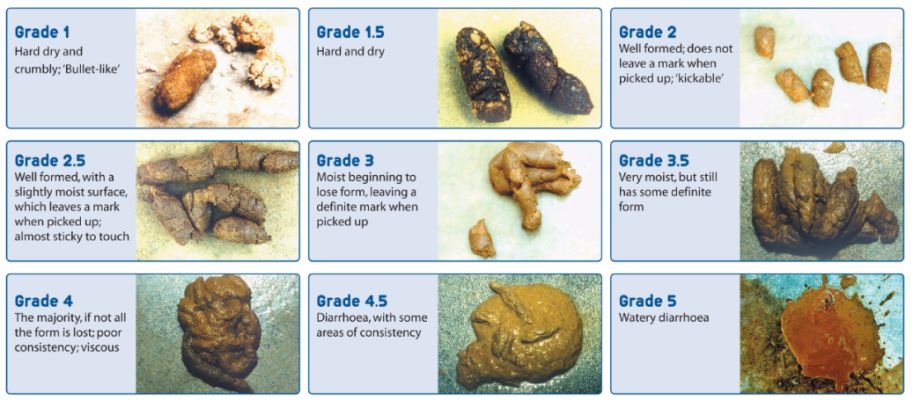 我家的猫咪又拉肚子了，word天！我该怎么办！
