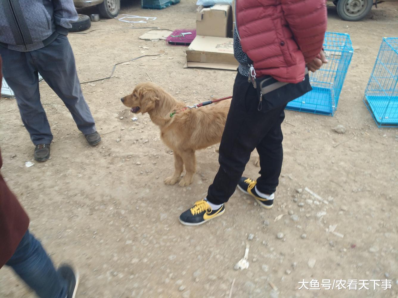 男子拉着一只训练有素的金毛在狗市出售, 喊价1200元!