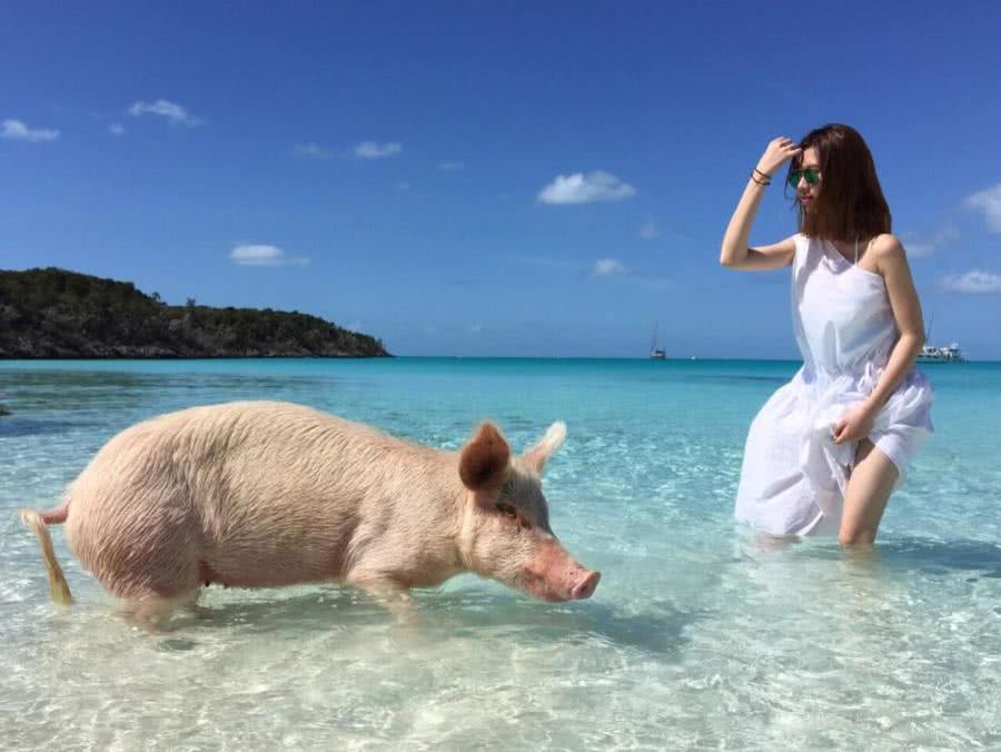 美女大学生体验“与猪游泳”，被3只鲨鱼围猎死无全尸