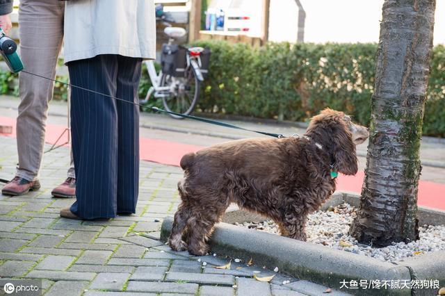 狗狗靠自己的鼻子，能闻出这5种疾病，简直是主人的健康雷达