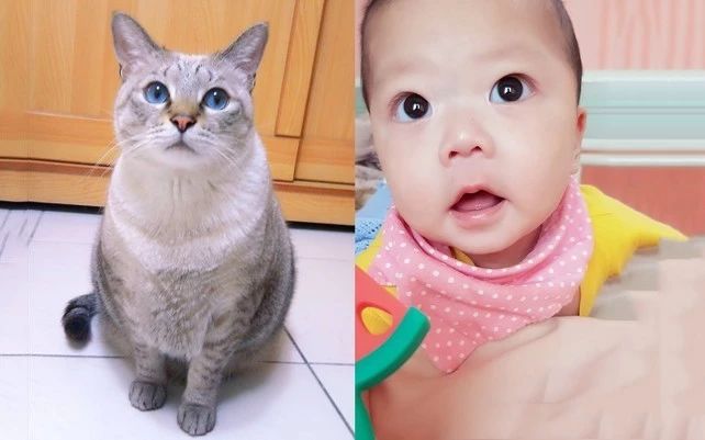 和临终猫咪约定“当我小孩”，孩子出生后她瞬间落泪！