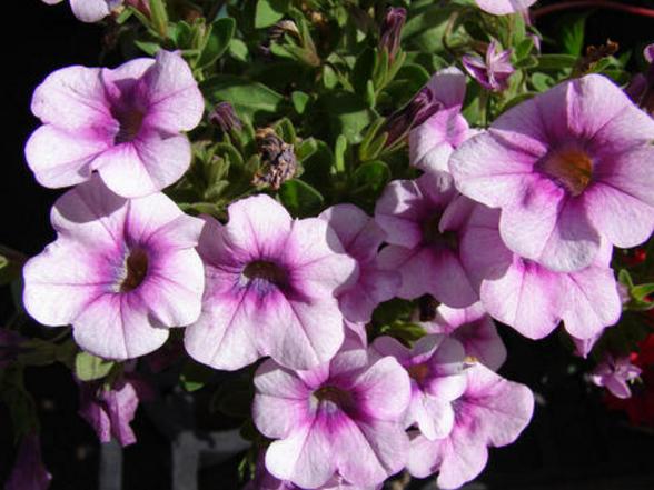 如果你想种易活又好看的花，养这4种就行了，公园里也能经常看到