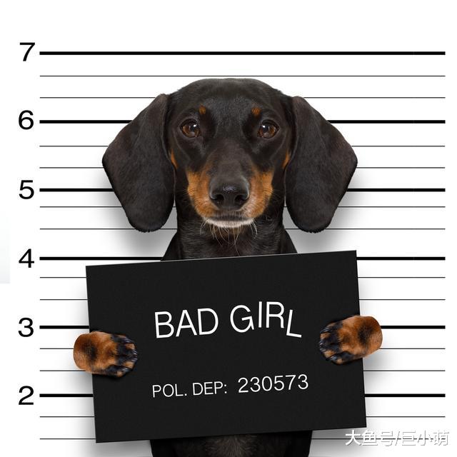 出现行为问题，别一味怪狗狗，你确定环境和社会化训练做好了吗？