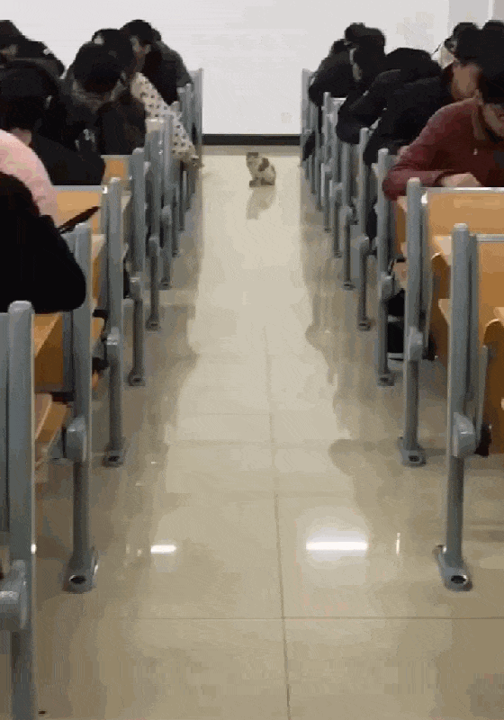 学生考试, 猫咪跑进教室巡视, 猫: 谁敢作弊就挠谁……