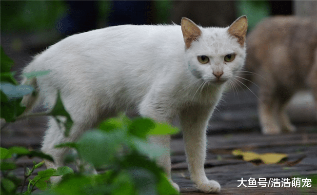 有5件事不要对猫咪做, 它们会感到不舒服, 还会讨厌你
