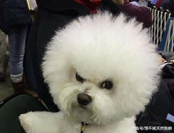 养狗之后，我戒掉了5件事了，相信养狗的人都有