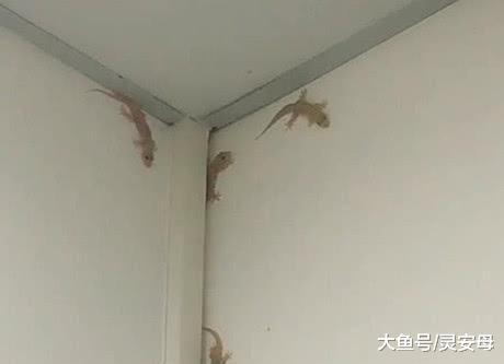 房顶上老有石灰掉落，女子忍无可忍起床