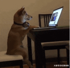 连狗子都开始沉迷游戏了？放下手机电脑你还是条好狗