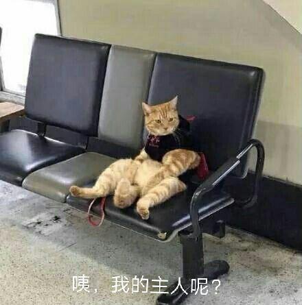 主人把猫咪落在火车站，当回来找猫的时，让主人哭笑不得！