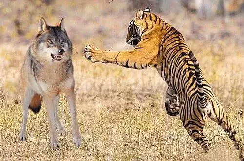 俗语“猛虎架不住群狼”是真是假？老虎对战群狼，谁才是最后赢家
