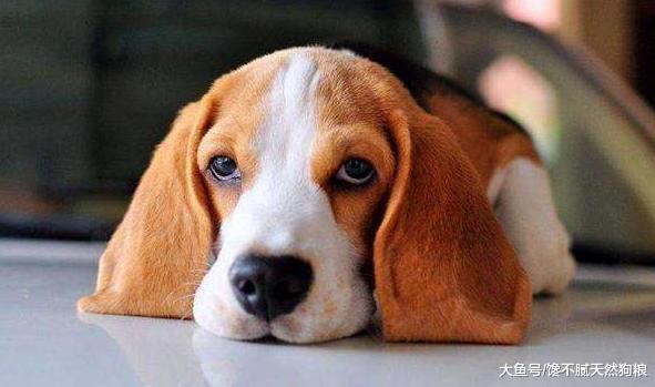 狗狗的这些动作，不一定是撒娇发脾气，有可能是向你求救