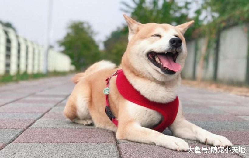 柴柴做錯事心虛，見主人回家躲神桌狂抖秒露餡