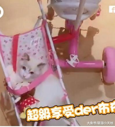 萌娃骑车遛主子，仙气猫后座贵妇躺，安全带系好去兜风