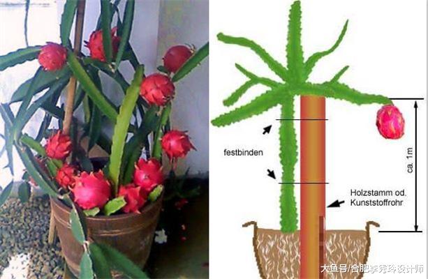 在家种火龙果又大又甜还能当盆栽！扦插好养活，开花结果1年时间就够