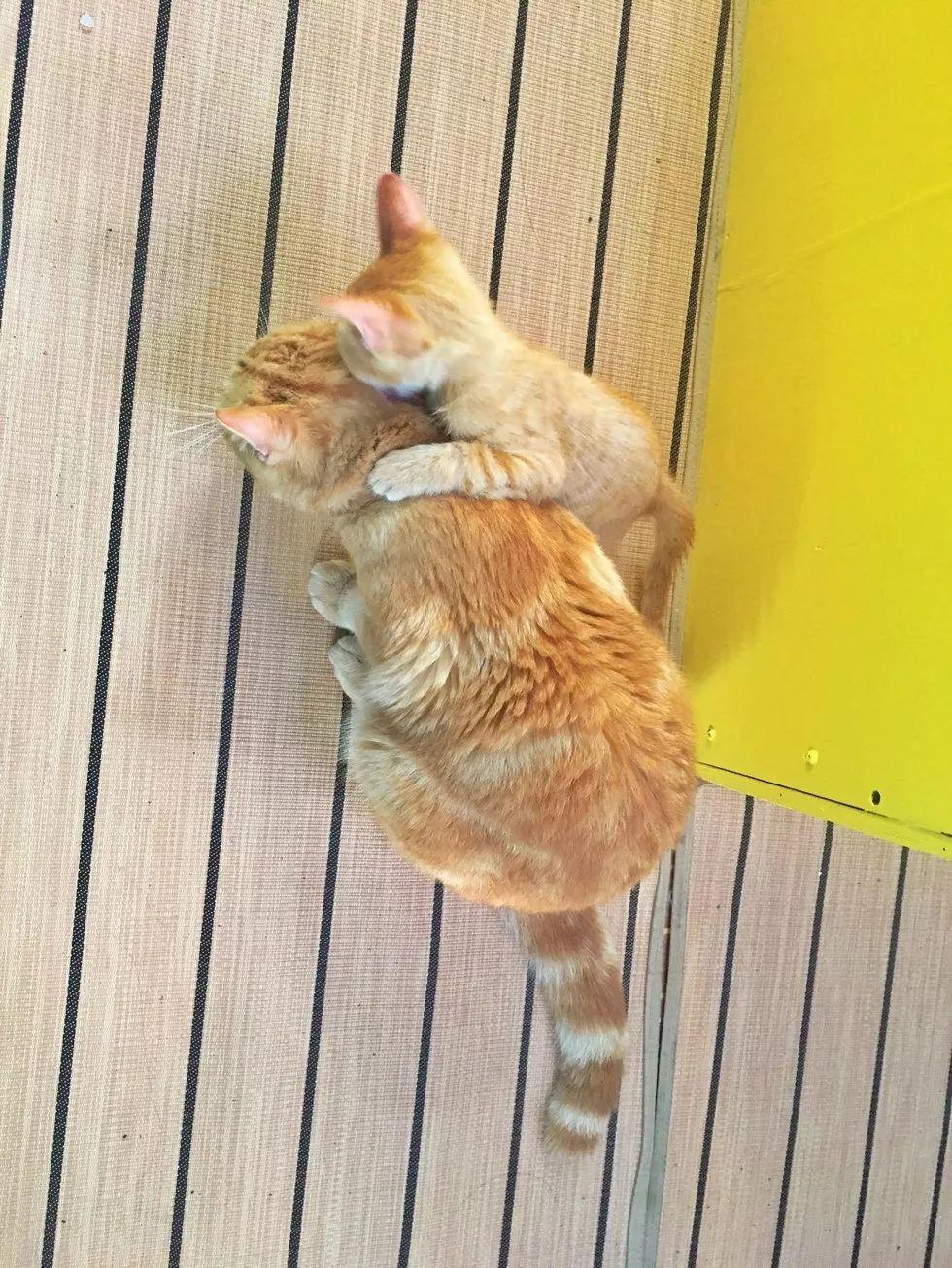 主人出海旅游救了只小奶猫, 家里橘猫懵了: 这是我的儿子吗?