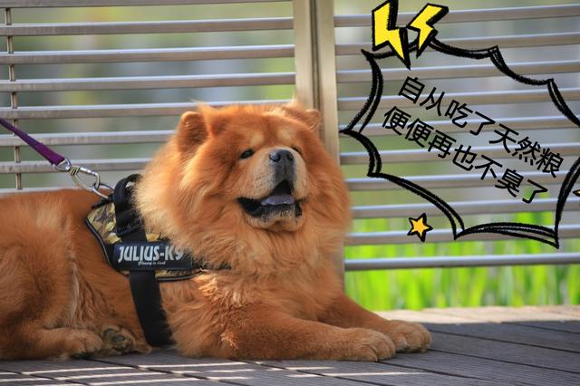 史上最臭的5大狗狗，谁养谁崩溃，隔着屏幕都闻到！