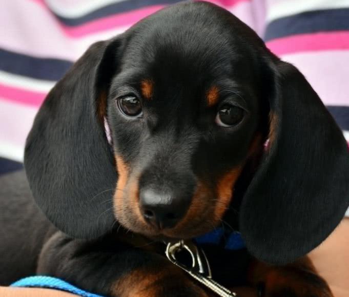 狗狗十分抗拒洗澡該怎么做？給狗洗澡前、后應該注意哪些問題？