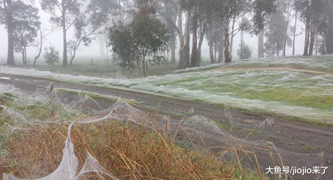 慎点！让人毛骨悚然的澳大利亚，这里可不止有袋鼠噢……