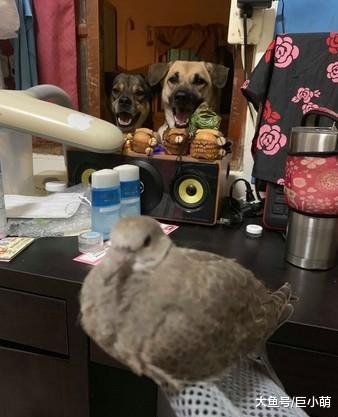狗狗见到小鸟超兴奋，两眼发光还不停舔嘴，鸟：好可怕好吓人