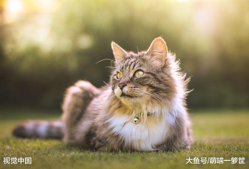 猫咪的一岁相当于人类的七岁？其实没有那么简单