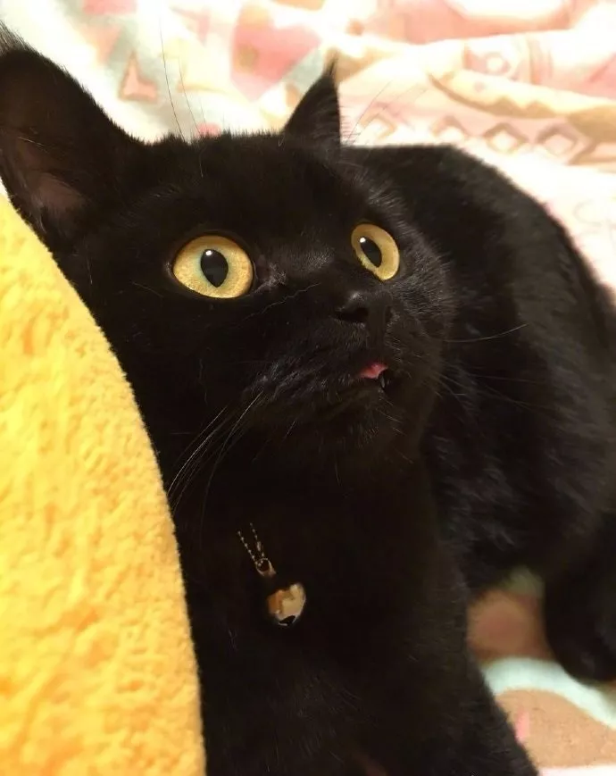 其实，猫的本质是打孔机吧！