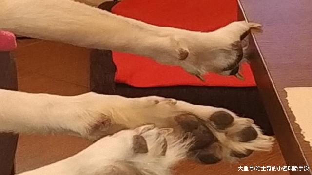 自从狗狗在沙发上睡觉，掉过一次之后，它就睡的很有特点了