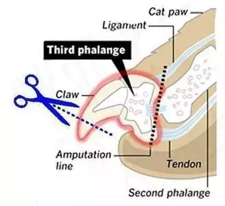 残忍至极的猫咪去爪手术的真相！请问：不懂猫你养什么猫？！