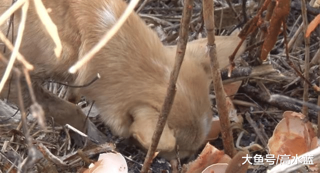 田园犬用鼻子拱食物，看似搞笑，抬起头的那一刻，让人心生怜悯