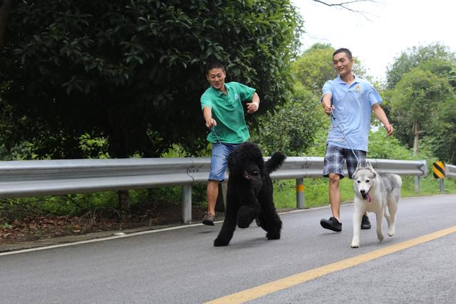 老大的位置还得跟狗狗抢？7种方法，建立你在狗狗心中的权威地位