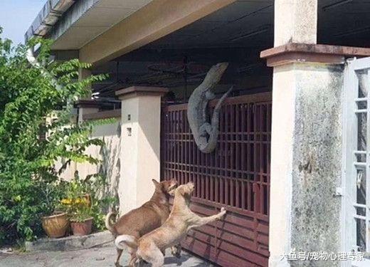 听见俩狗在院子里吠叫，以为遭小偷了，出门一看连退好几步