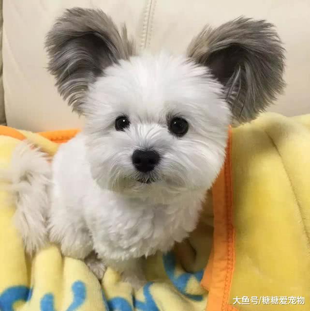 小狗因長有一雙“招風耳”爆紅，軟萌顏值高，網友：元芳，是你嗎