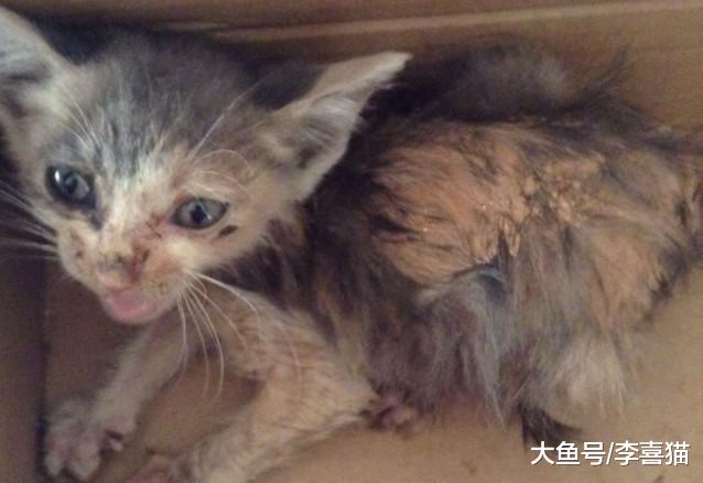 猫咪不必经常洗澡的小技巧，铲屎官可从四点出发帮助小猫保持干净