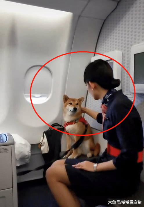 柴犬第一次上飞机，紧张的它多亏空姐的安抚，主人：我都没这待遇